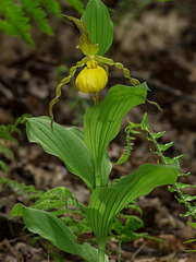 Cypripedium parviflorum var pubescens 08