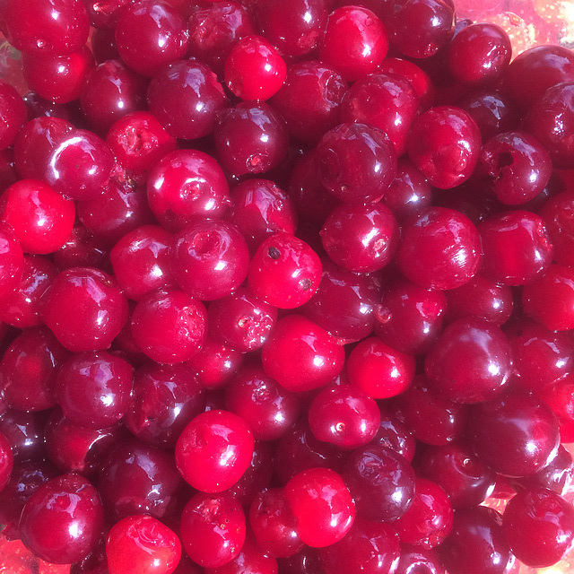 The cherry harvest has begun...4.5 kgs off just one tree so far!