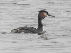 20180403 3351CPw [D~AUR] Haubentaucher (Podiceps christatus), Leybuchtsiel, Greetsiel