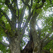 Vieil arbre au Mont Ste Odile