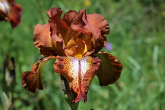 Iris 'Cayenne Capers'