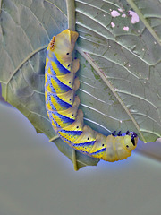 eating caterpillar ,