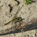 Orthetrum cancellatum (Madame)