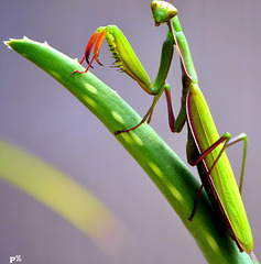 Mantis religiosa