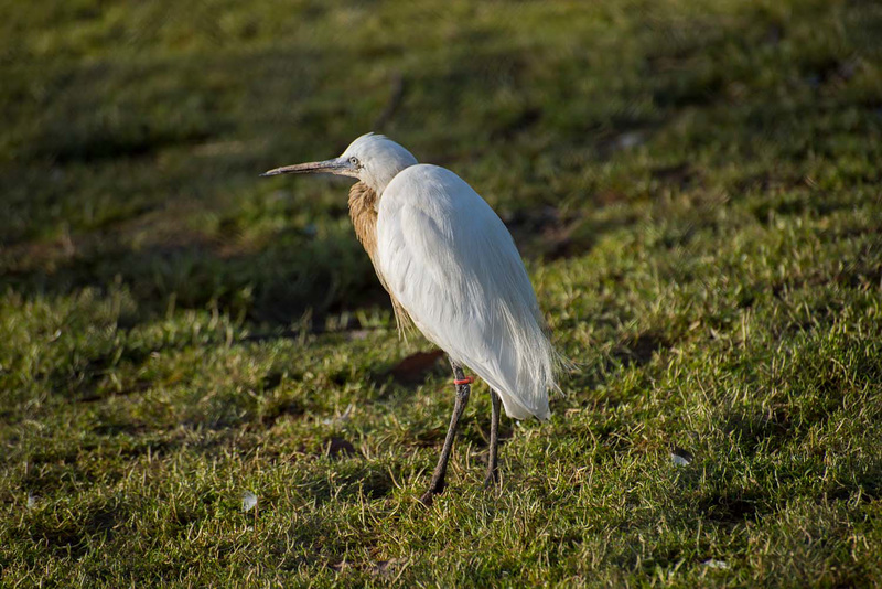 Egret (2)