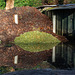Park Compost Heap reflection