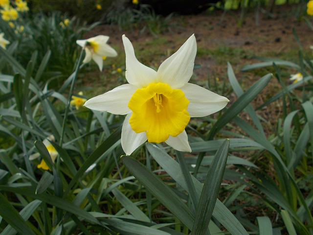 SoS[21] - almost white petals and yellow trumpet