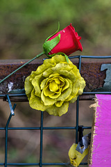 Red Rose and Yellow Rose