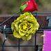 Red Rose and Yellow Rose