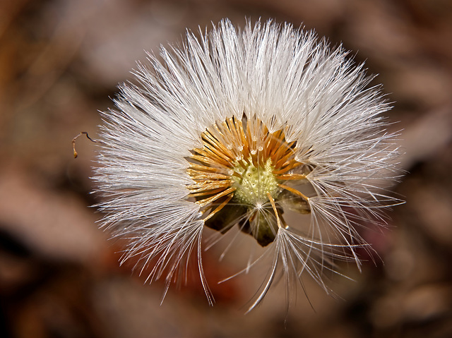 Der Huflattich hat sich wieder schnell verändert :))  The coltsfoot has changed quickly again :))  Le colombin a encore changé rapidement :))