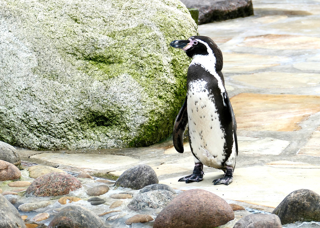 Immer wieder laut rufend steht der kleine Humboldtpinguin alleine da