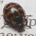 IMG 0037 ladybird-1