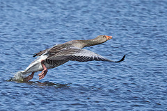 Greylag Take-Off