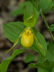 Cypripedium parviflorum var. pubescens (Large Yellow Lady's-slipper orchid)