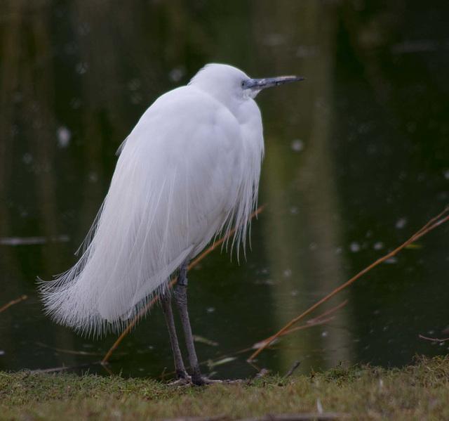 Egret (3)