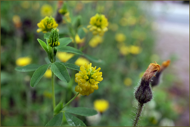 Yellow clover