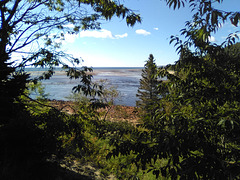 Feuillage et fleuve salé / Salted water among foliage (Québec)