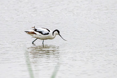 Avocet