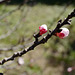 bourgeons, fleurs d'abricotier