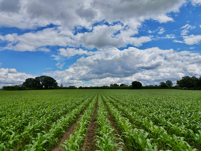 Maize growing