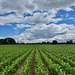 Maize growing