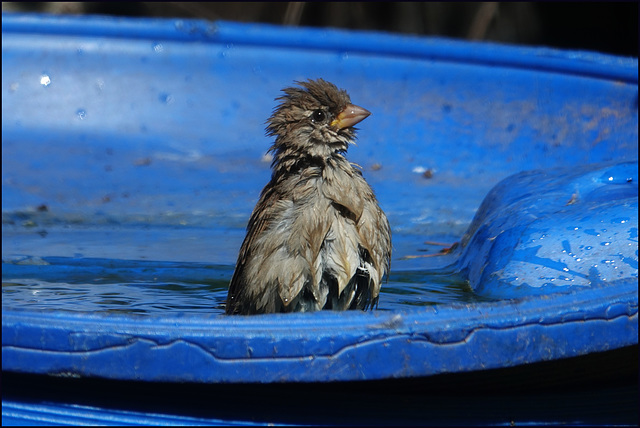 "Wer hat da Dreckspatz gesagt?"