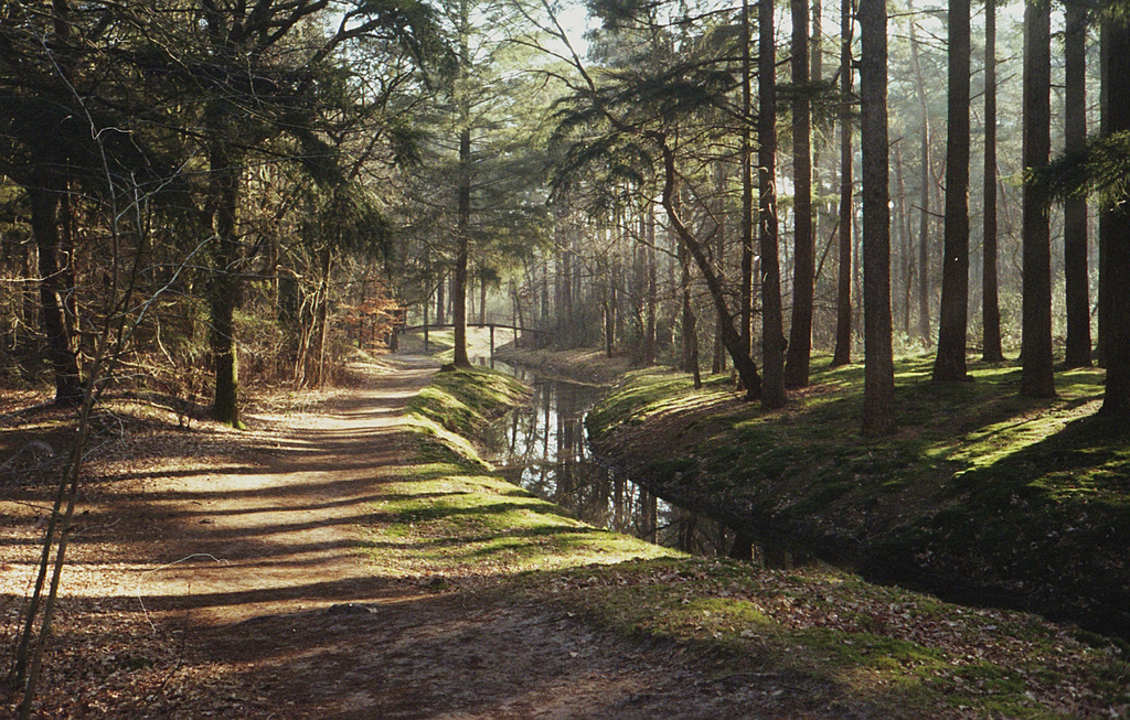 Brug in het bos