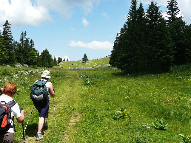 JURA - Mont Tendre