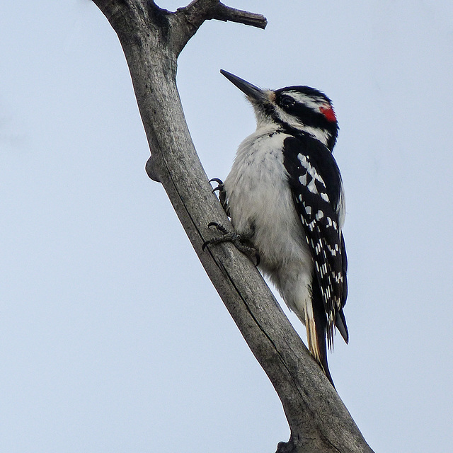 Hairy Woodpecker