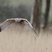 EF7A6474malemarshharrier