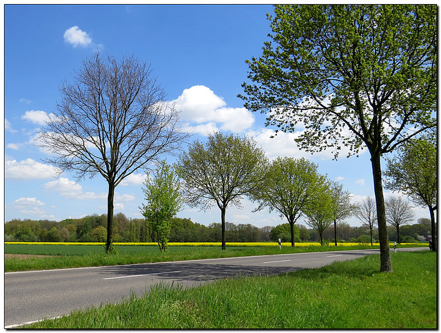 Rapsfeld | Straße .... es war ein schöner Tag