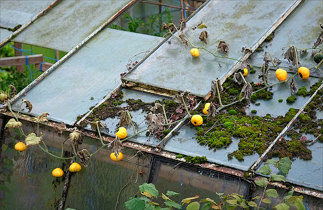 Herbstliches Gewächshaus