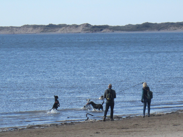 The dogs were having a whale of a time