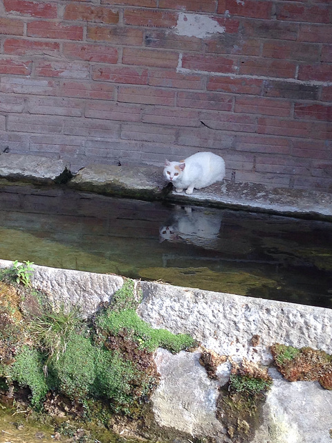 Chat au lavoir