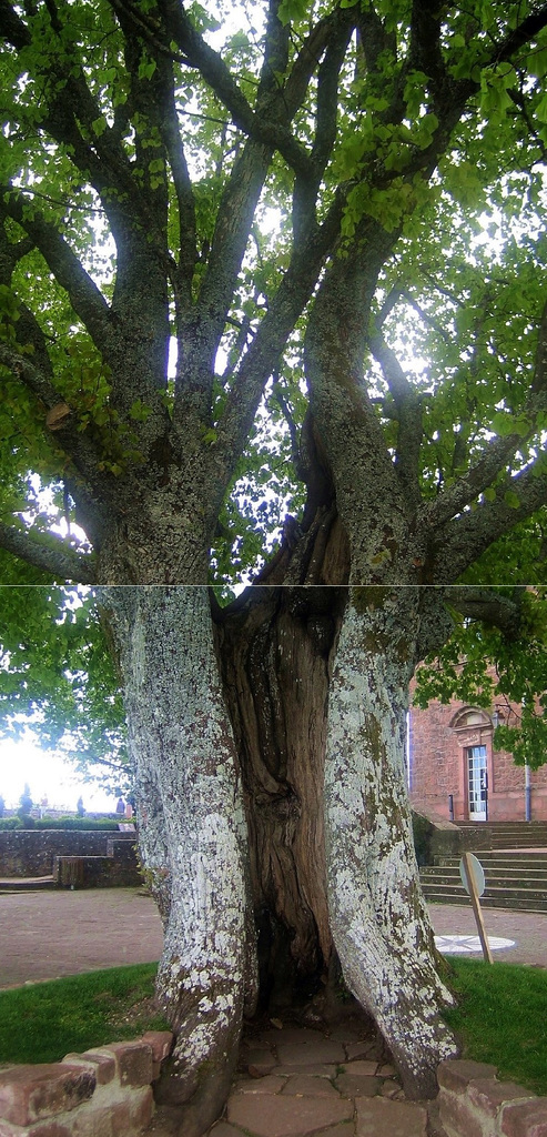 Vieil arbre au mont Ste Odile