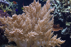 IMG_4464Coral