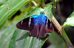 Skipper {Hesperidae}, Mindo_Ecuador