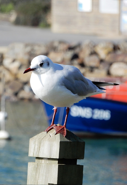 mouette rieuse de DOELAN