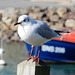 mouette rieuse de DOELAN