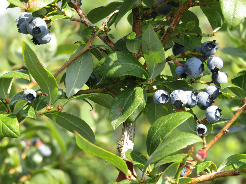 Heidelbeeren