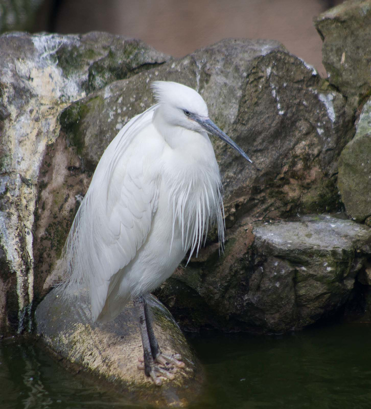 Egret (4)