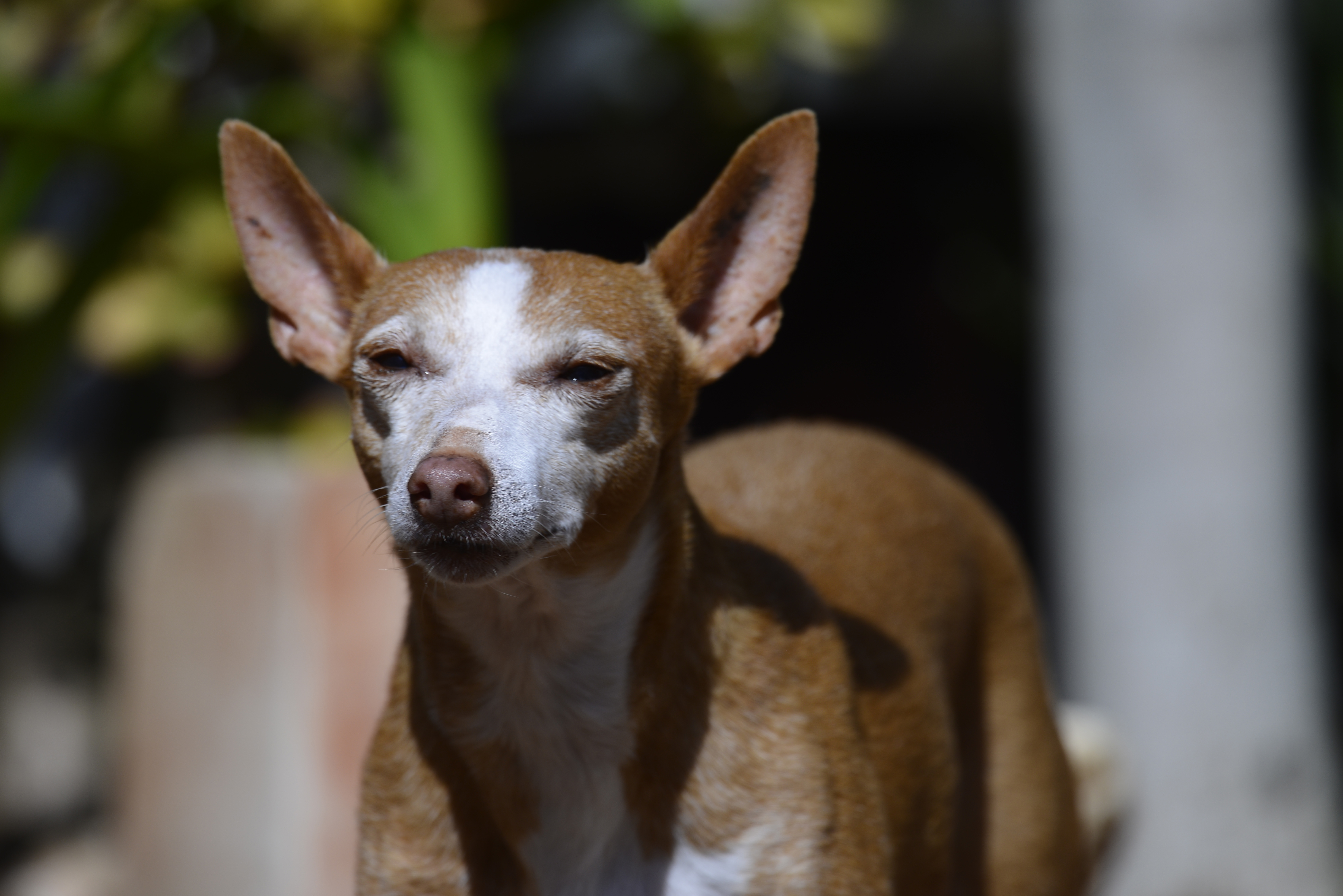 Menina Estrelinha