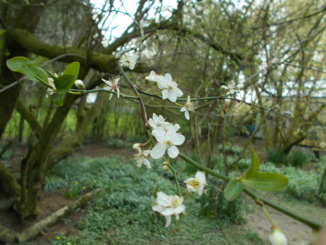 SoS[21] - greengage or cherry flowers