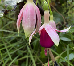 Herbstfuchsien_3