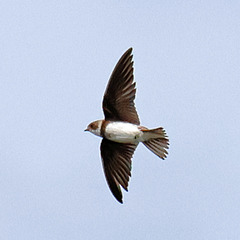 EOS R7 Peter Harriman 12 22 46 4812 02 sandMartin1 dpp