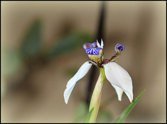 Neomarica gracilis