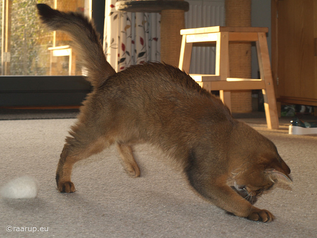 Rags playing with bunny tail