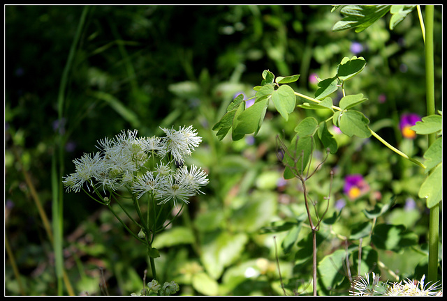 Thalictrum aquilegifolium 'Alba' (1)