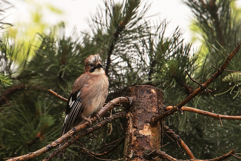 20160613 1875VRAw [D~LIP] Eichelhäher (Garrulus glandarius), Bad Salzuflen