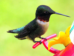 Ruby throated male hummingbird.